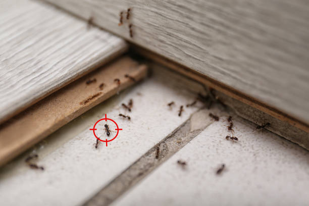Best Wildlife Control Services  in Arcola, VA