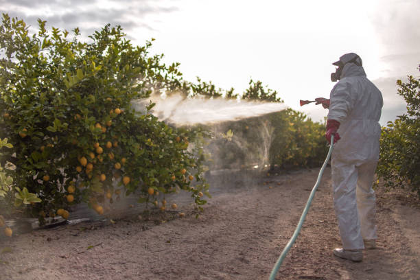 Best Ant Control Services  in Arcola, VA