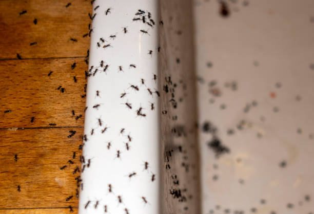 Best Exterminator Services  in Arcola, VA