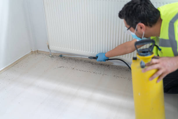 Best Flea Control Services  in Arcola, VA